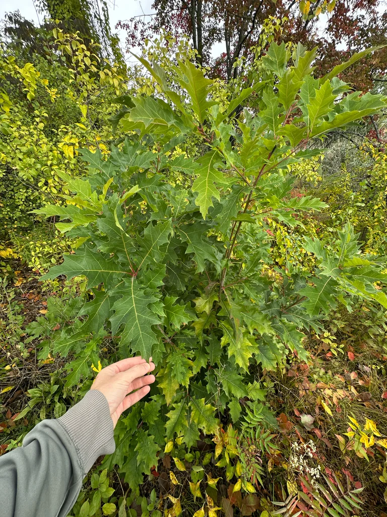 Quercus Shumardii