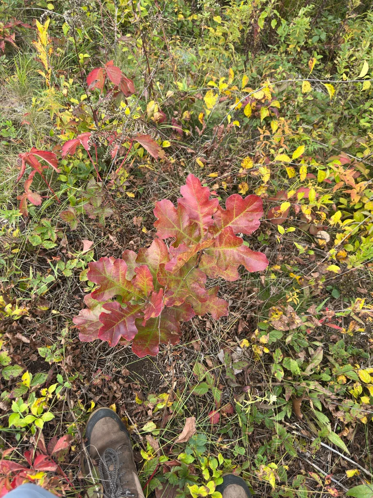 Quercus velutina