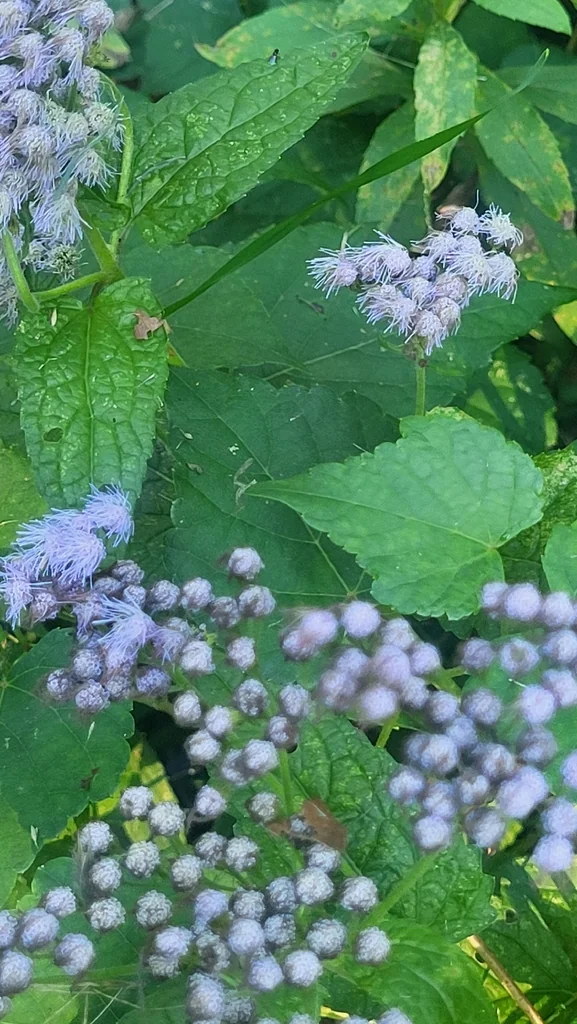 Eupatorium Coelestinum