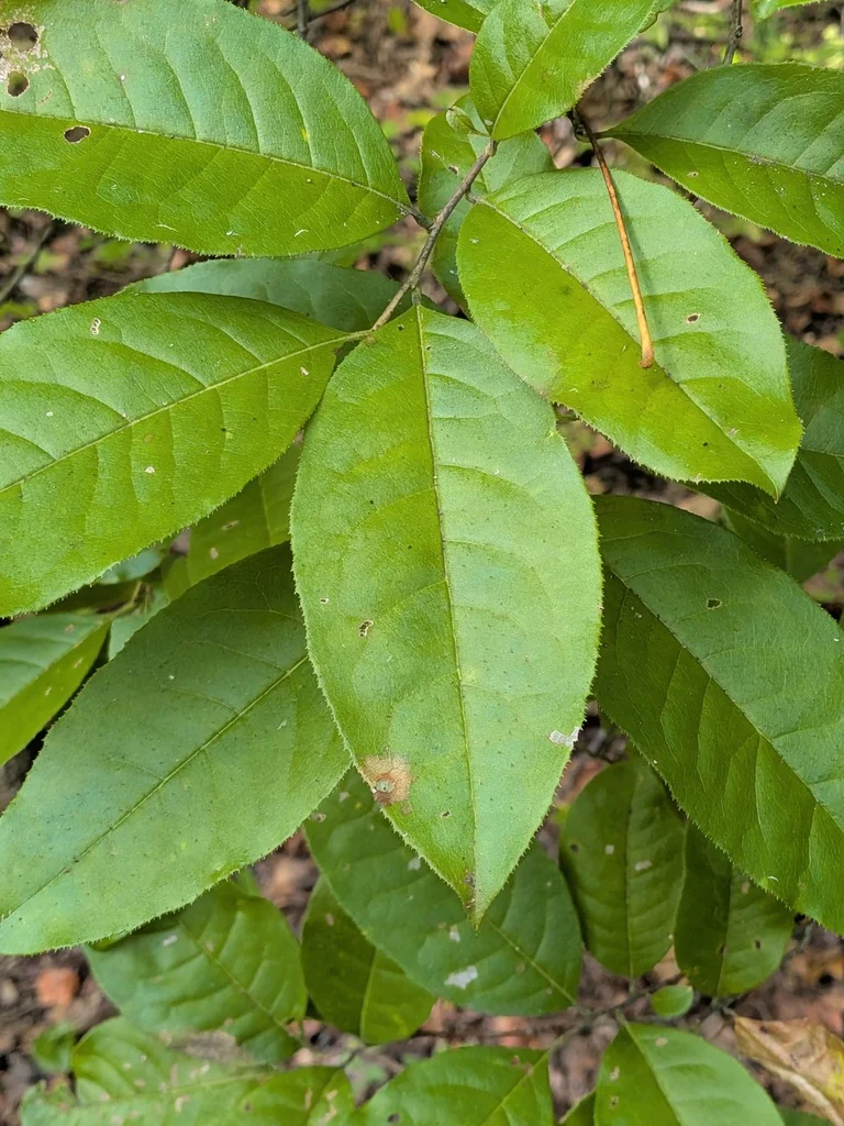 Oxydendrum Arboreum