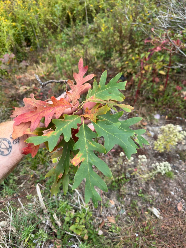 Quercus Alba