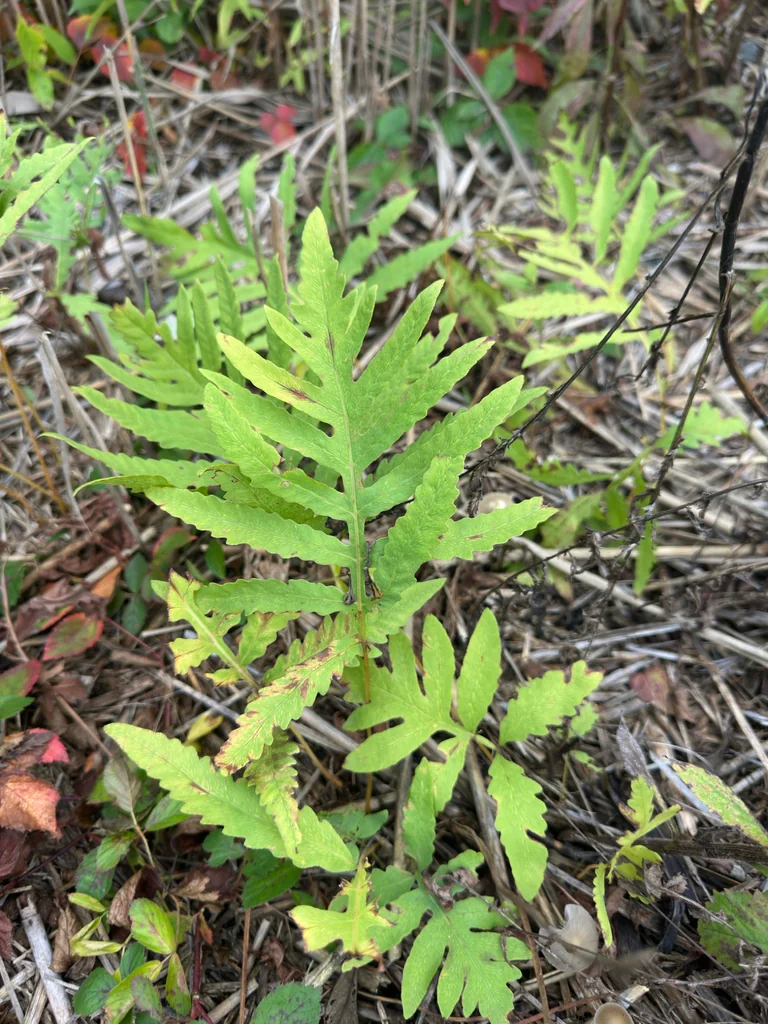 Onoclea Sensibilis