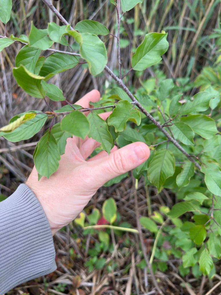Rhamnus frangula