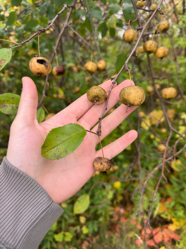 Malus Pumila