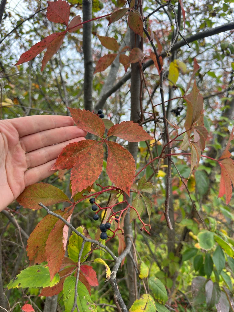 Parthenocissus Quinquefolia
