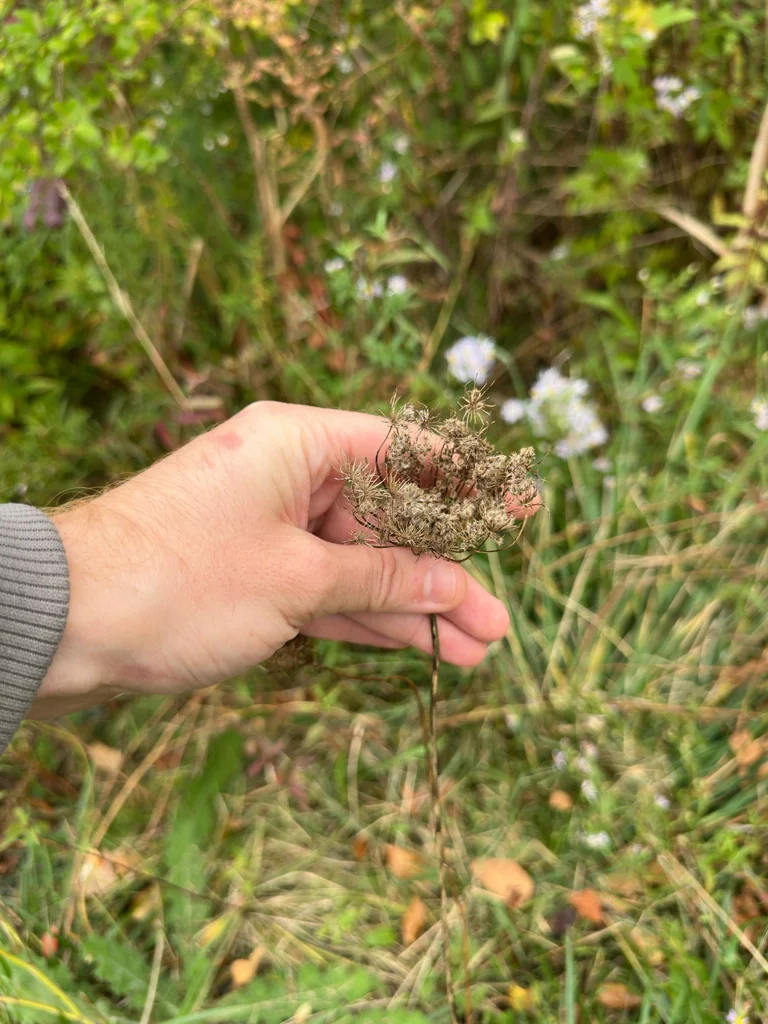 Daucus Carota