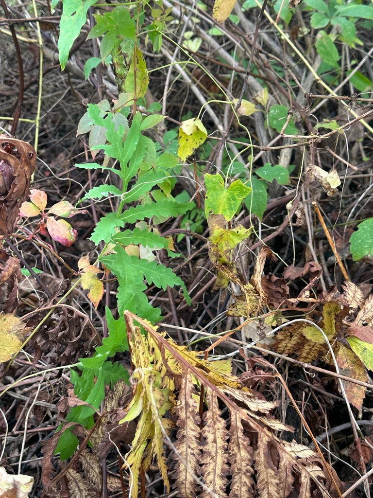 Onoclea Sensibilis