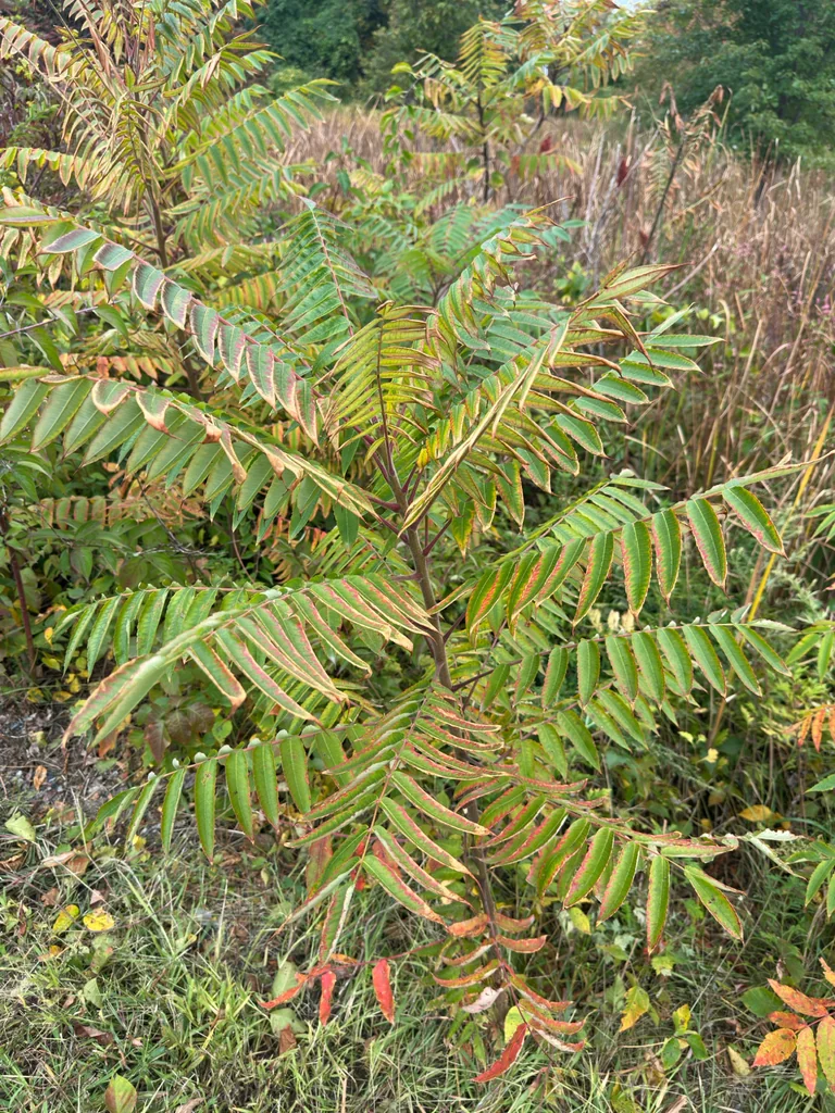 Rhus Typhina