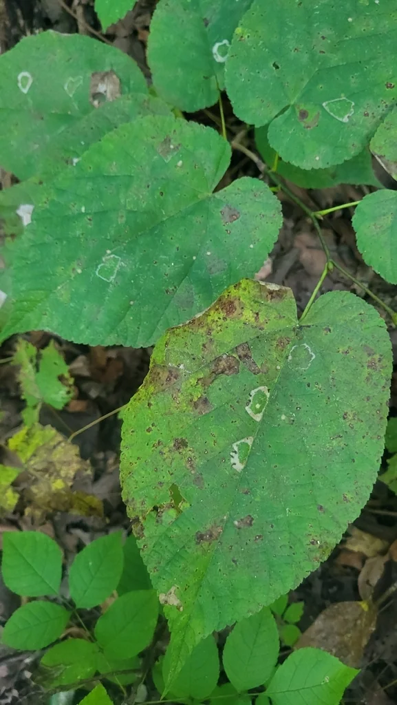 Tilia Americana