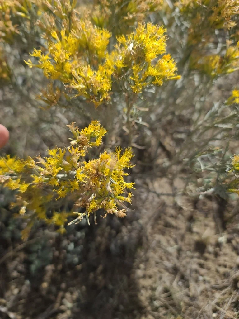 Chrysothamnus Nauseosus