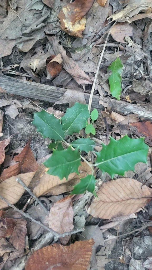 Ilex Opaca