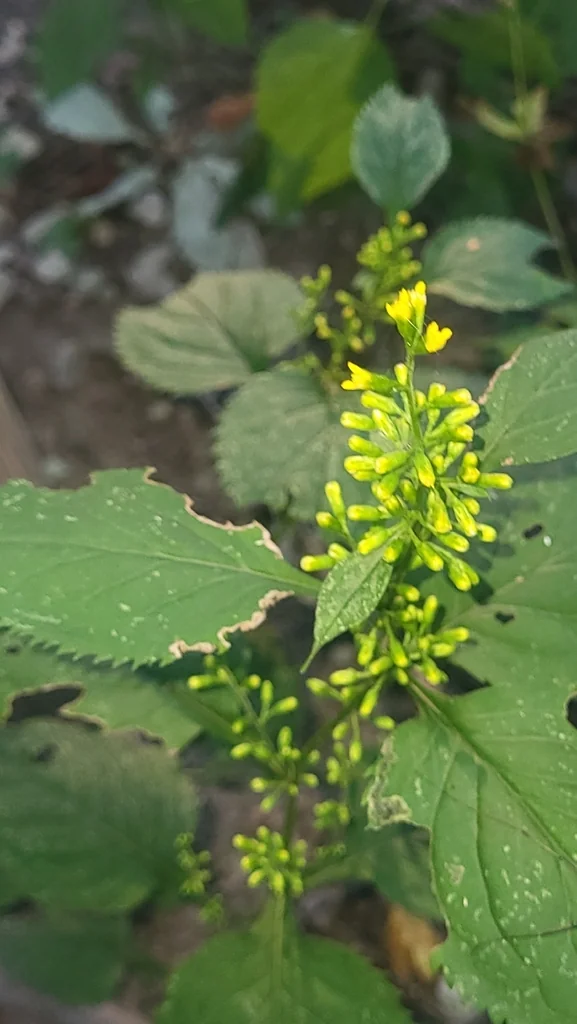Solidago Flexicaulis