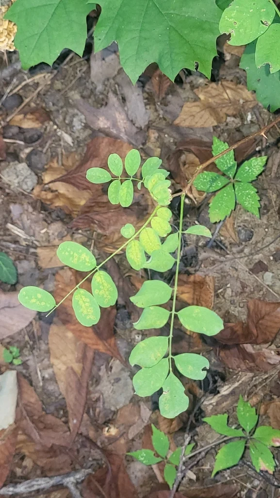 Robinia Pseudoacacia