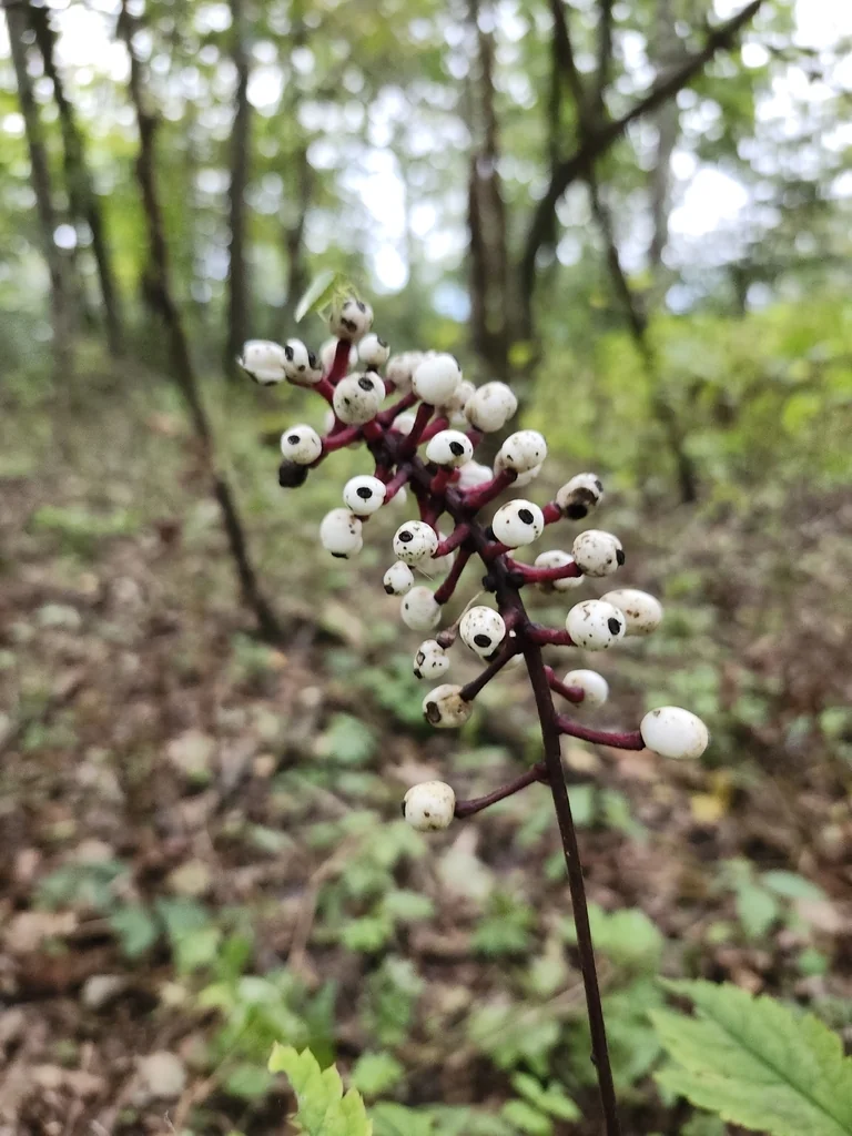 Actaea Pachypoda