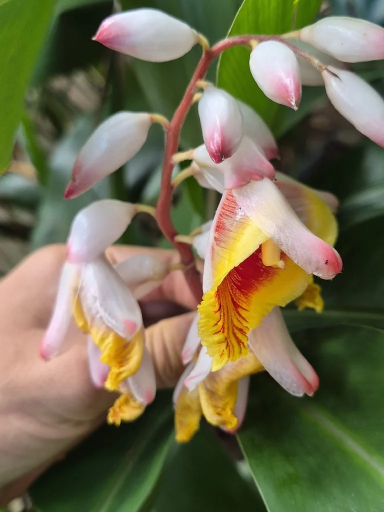 Alpinia Zerumbet