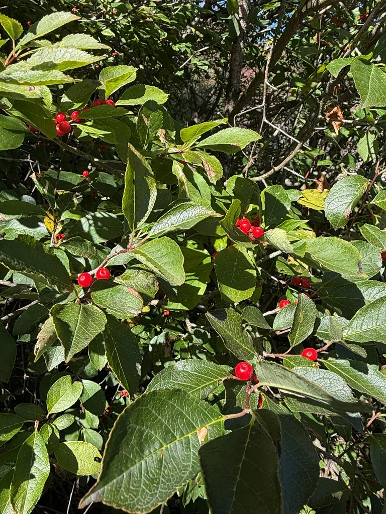 Ilex verticillata