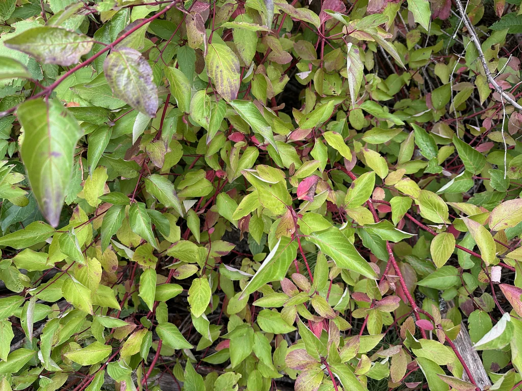 Cornus Sericea