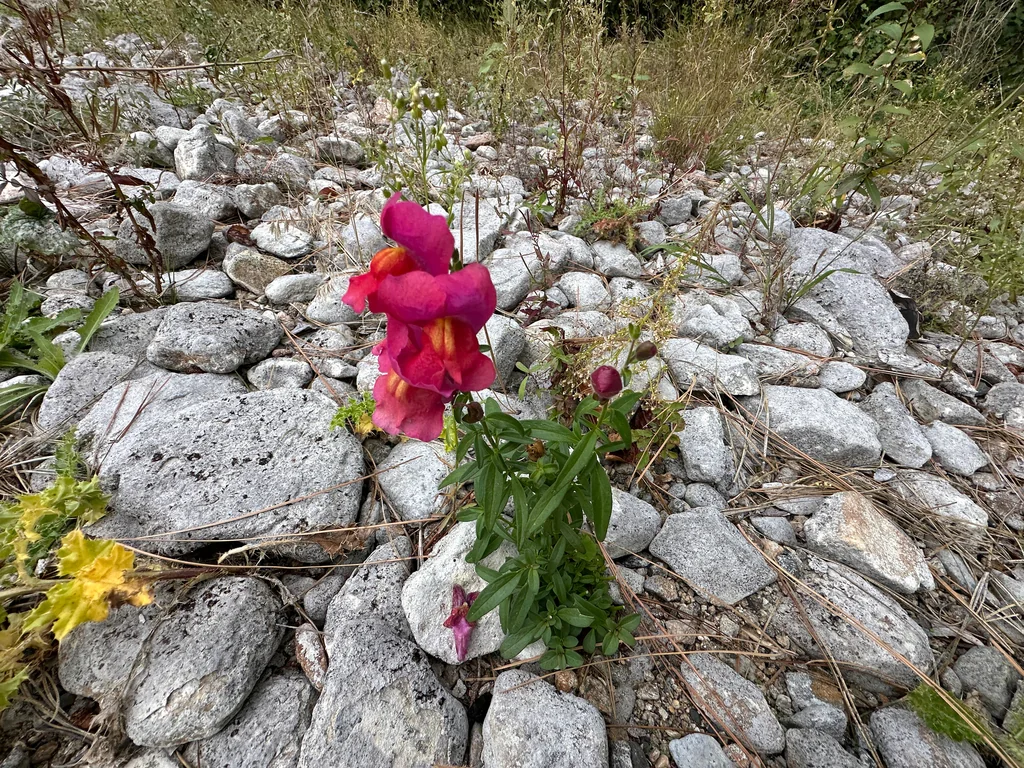 Antirrhinum Majus