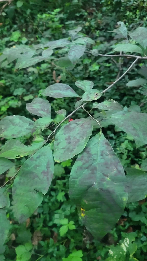 Lindera Benzoin