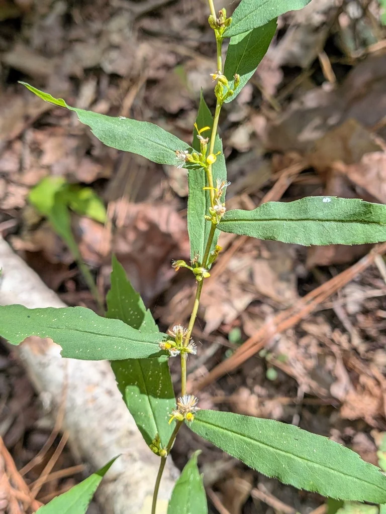 Solidago Caesia