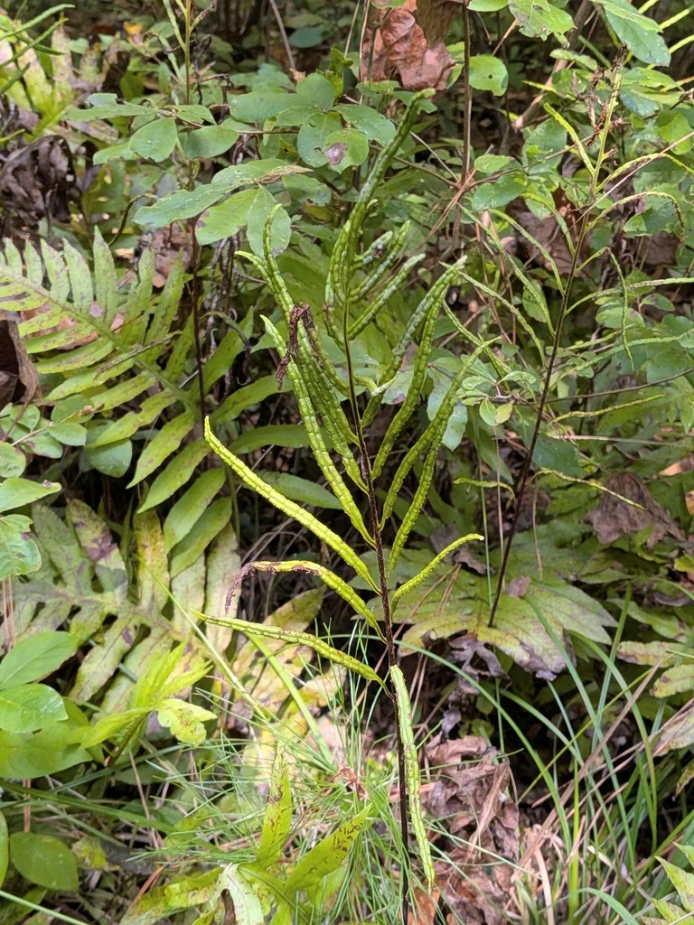 Woodwardia Areolata