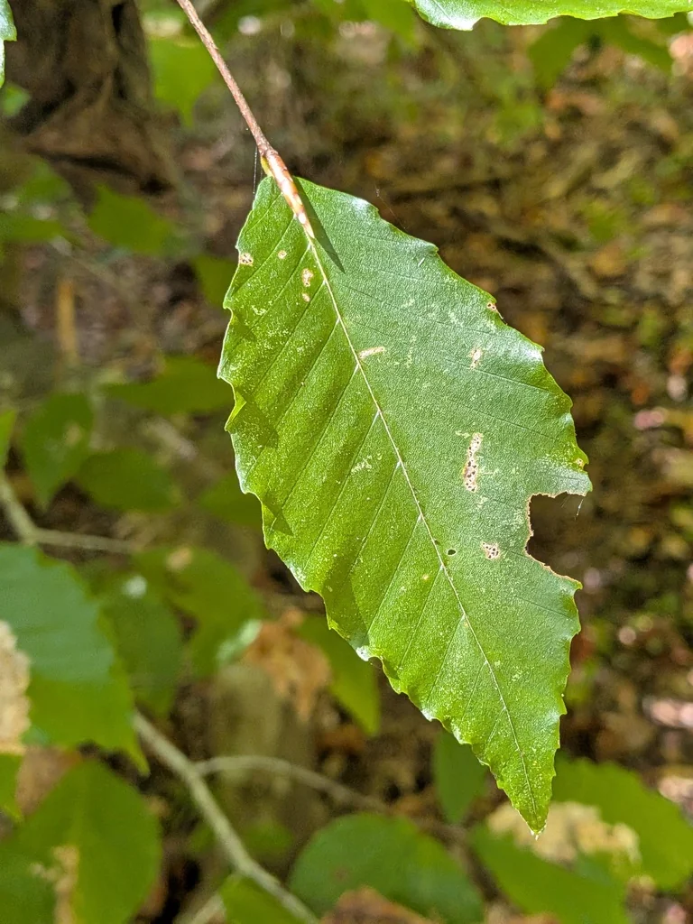 Fagus grandifolia
