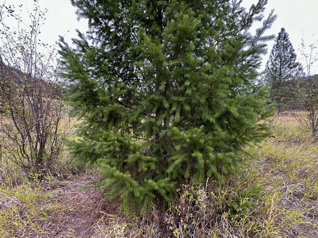 Pseudotsuga Menziesii