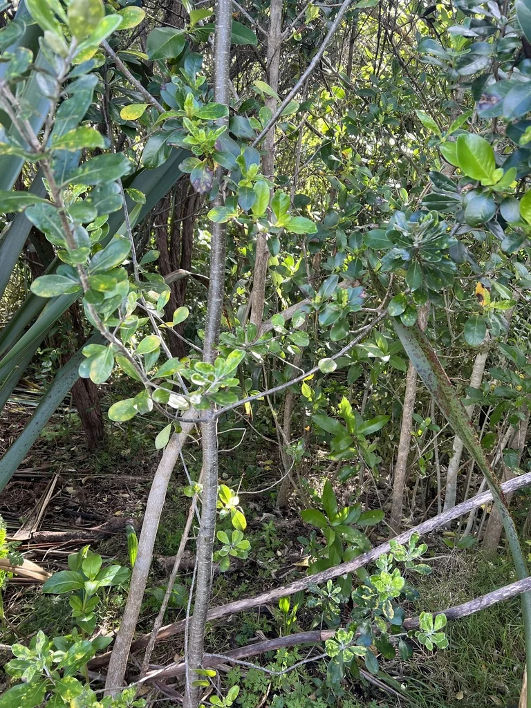Pittosporum Crassifolium