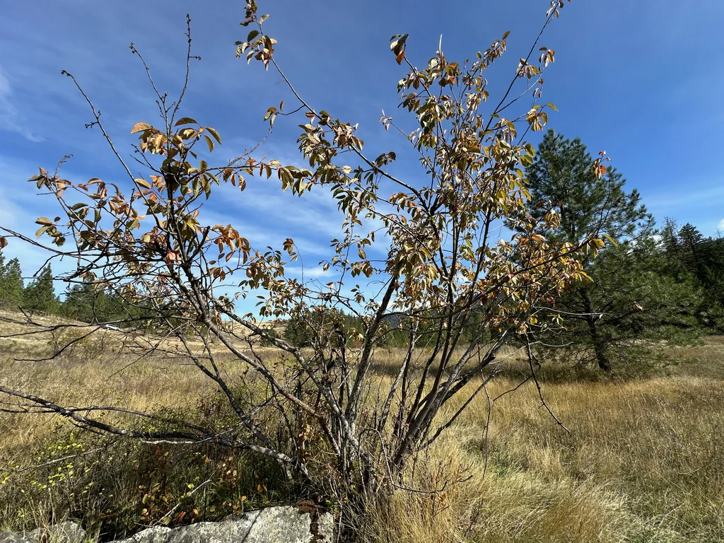 Prunus Virginiana