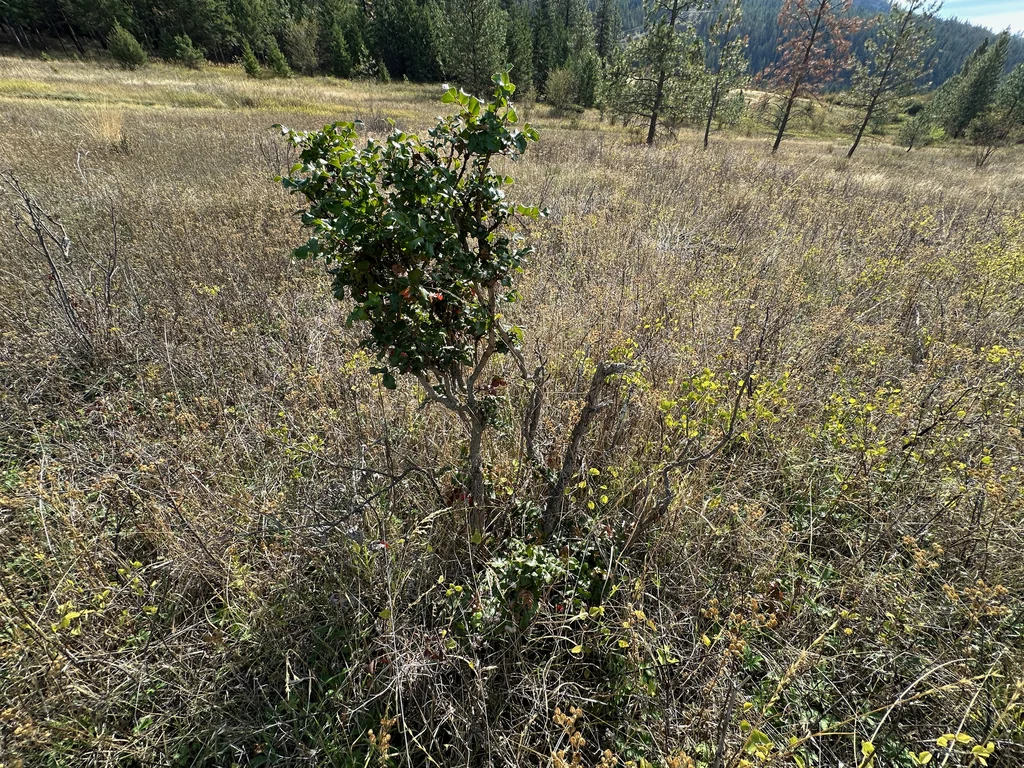 Mahonia Aquifolium