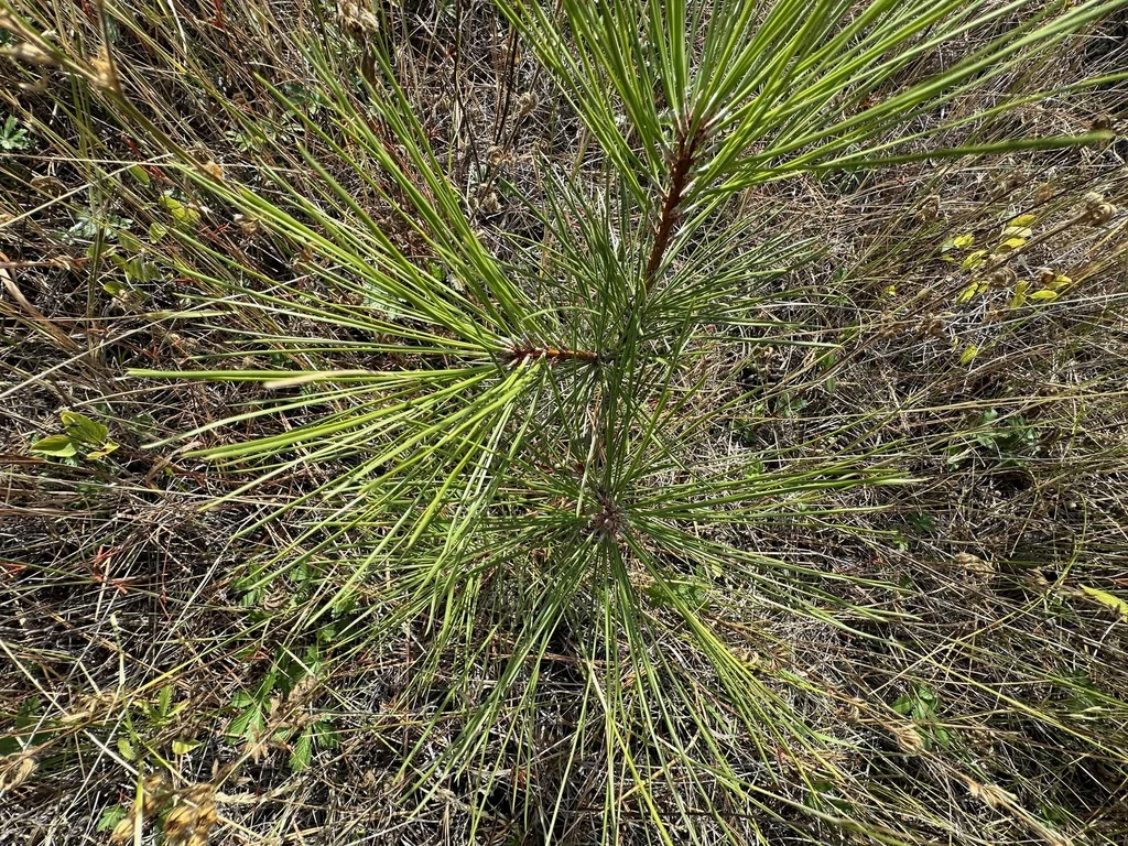 Pinus Ponderosa
