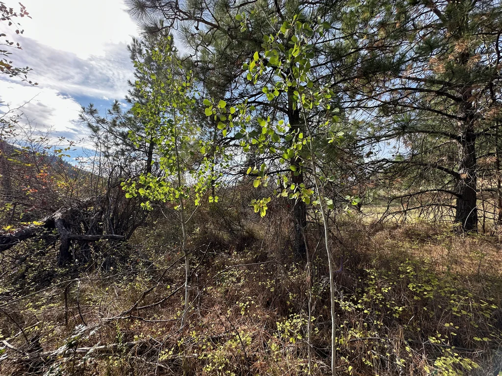 Populus Tremuloides