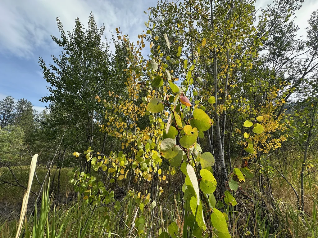 Populus Tremuloides
