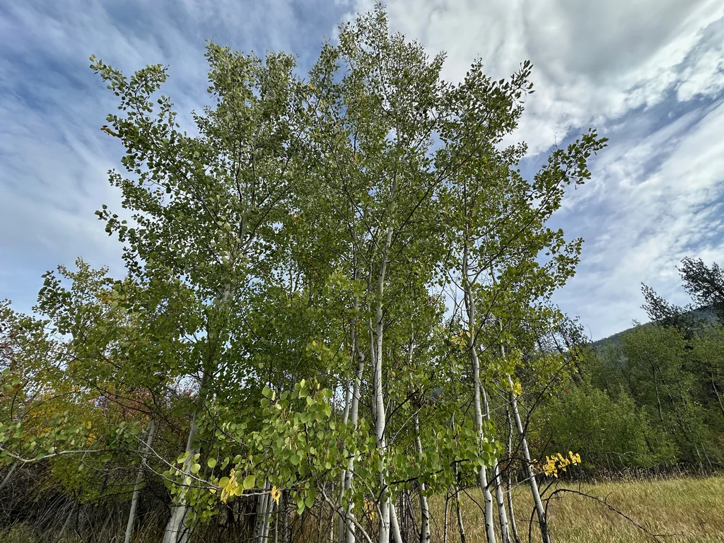 Populus Tremuloides