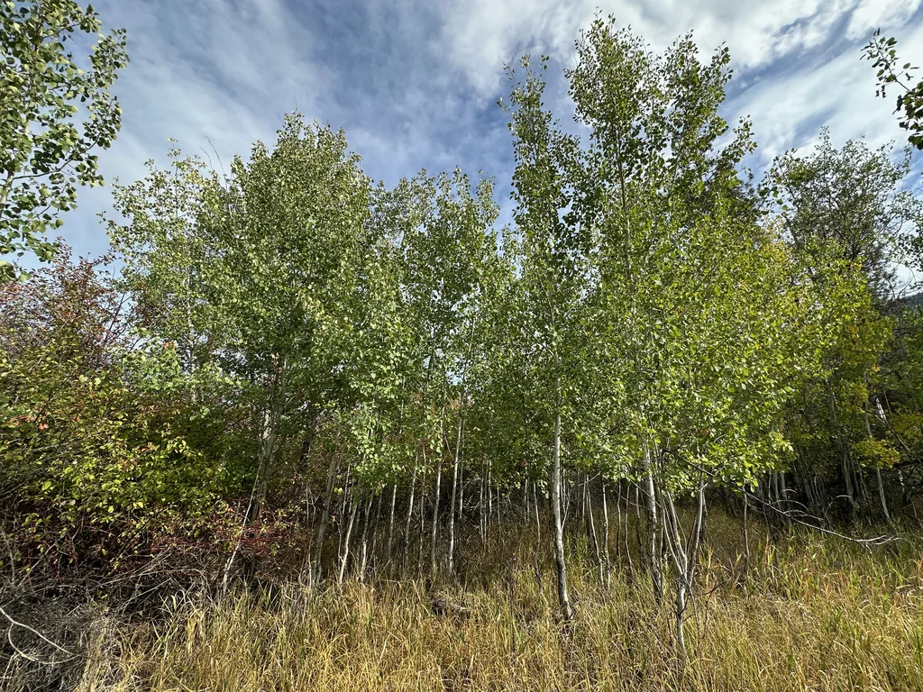 Populus Tremuloides
