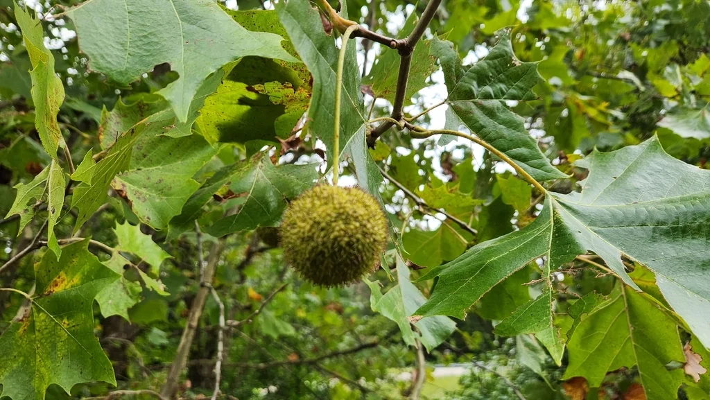 Platanus Occidentalis