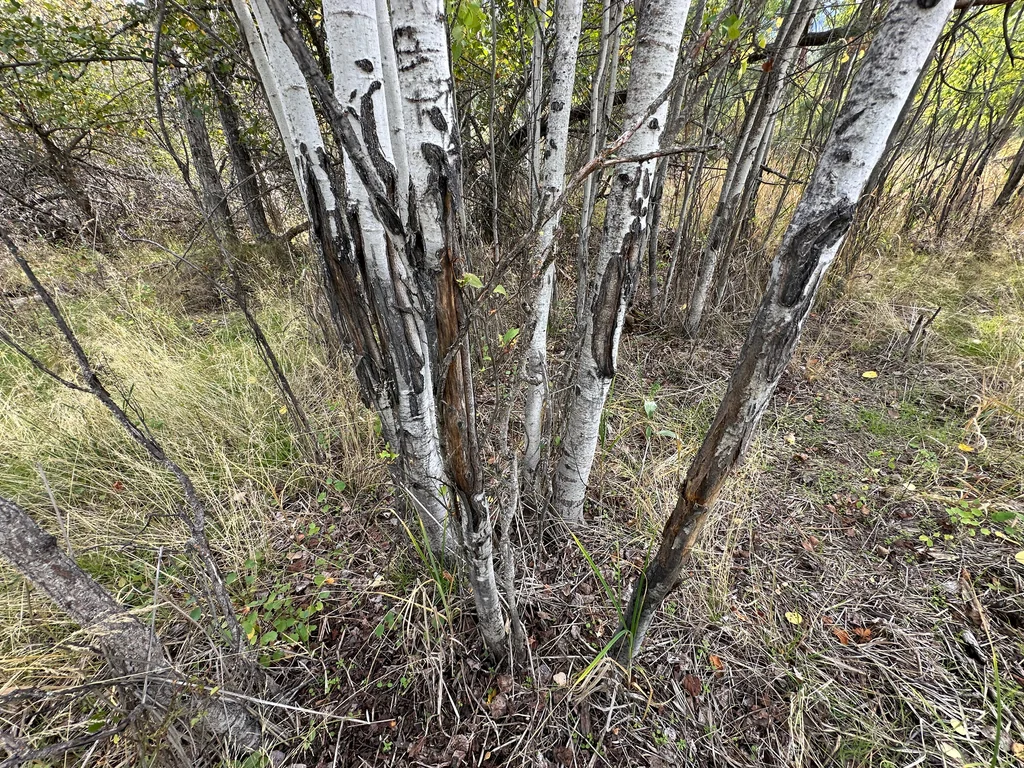 Populus Tremuloides