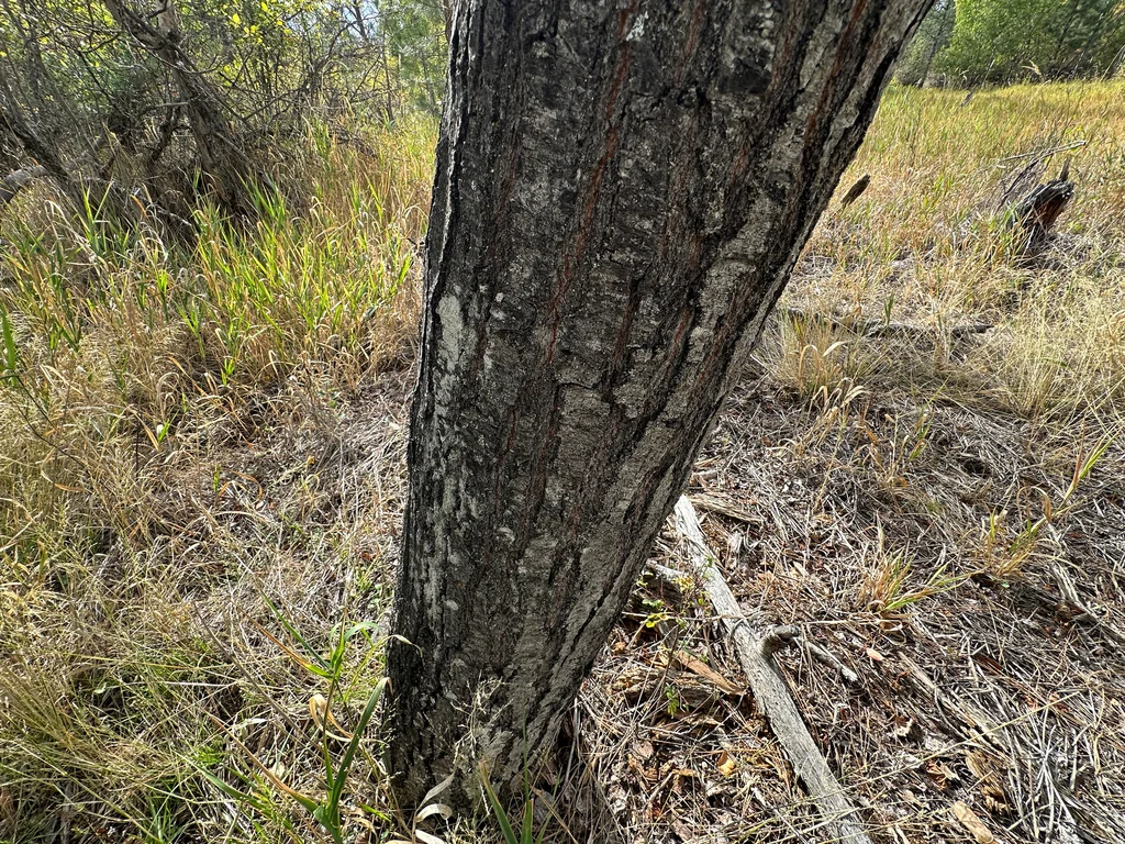 Populus Tremuloides