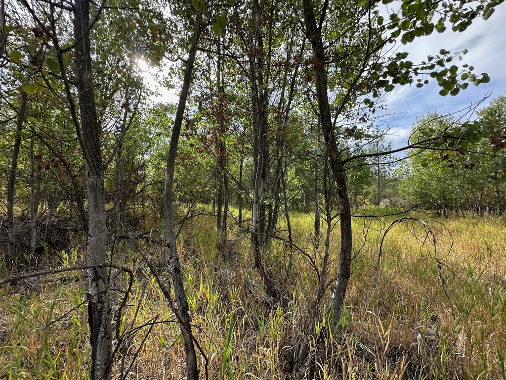 Populus Tremuloides