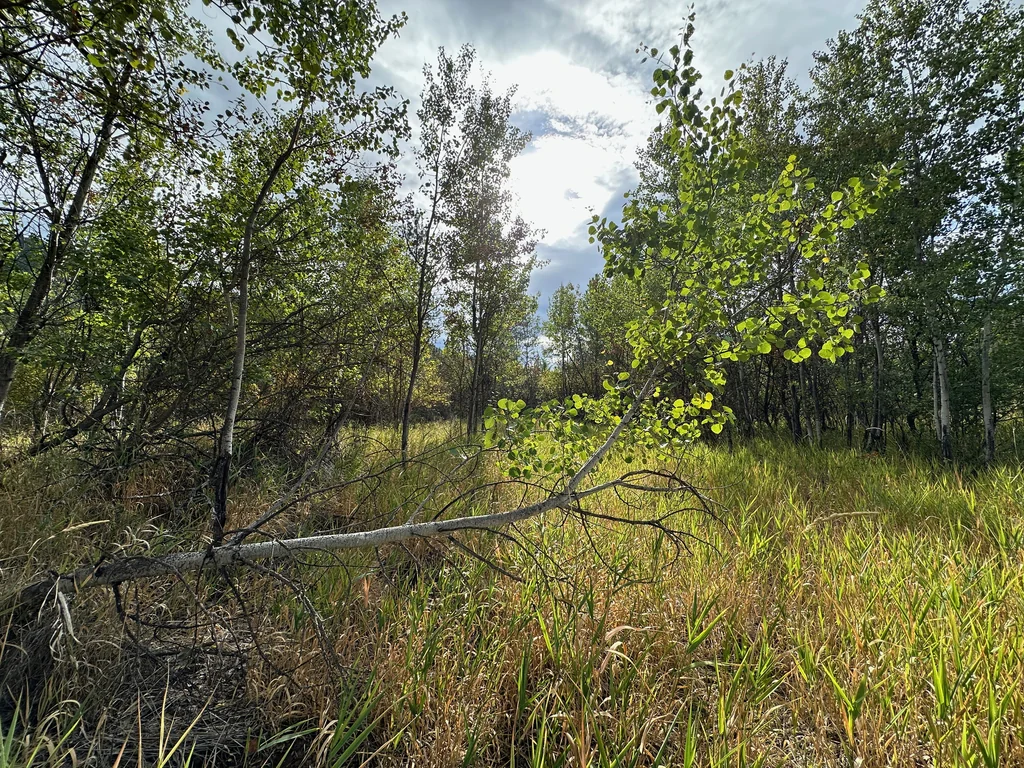 Populus Tremuloides