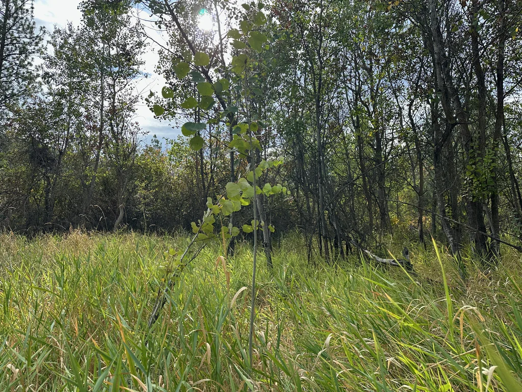 Populus Tremuloides