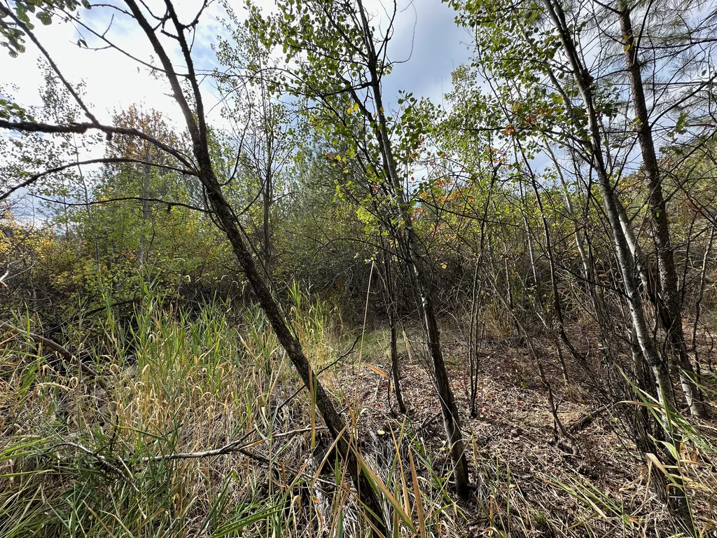 Populus Tremuloides