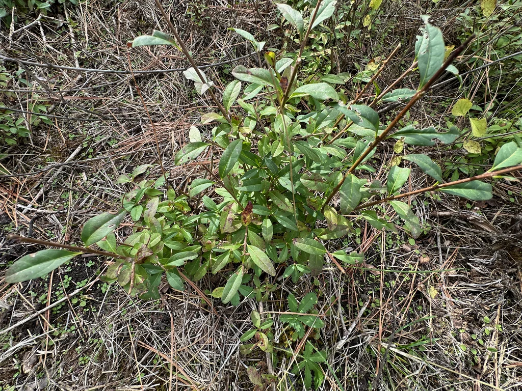Ligustrum Vulgare