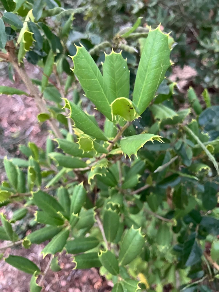 Ilex Opaca