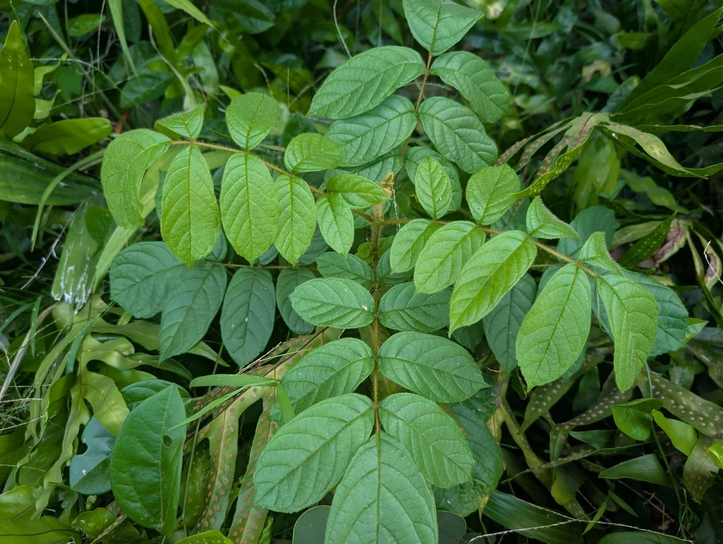 Spathodea Campanulata