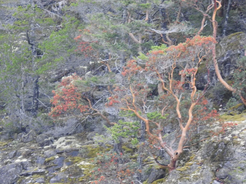 Arbutus Menziesii