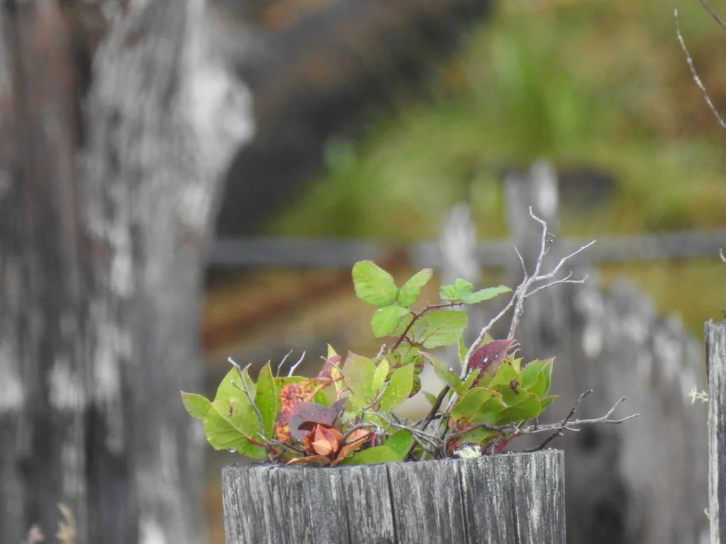 Gaultheria Shallon