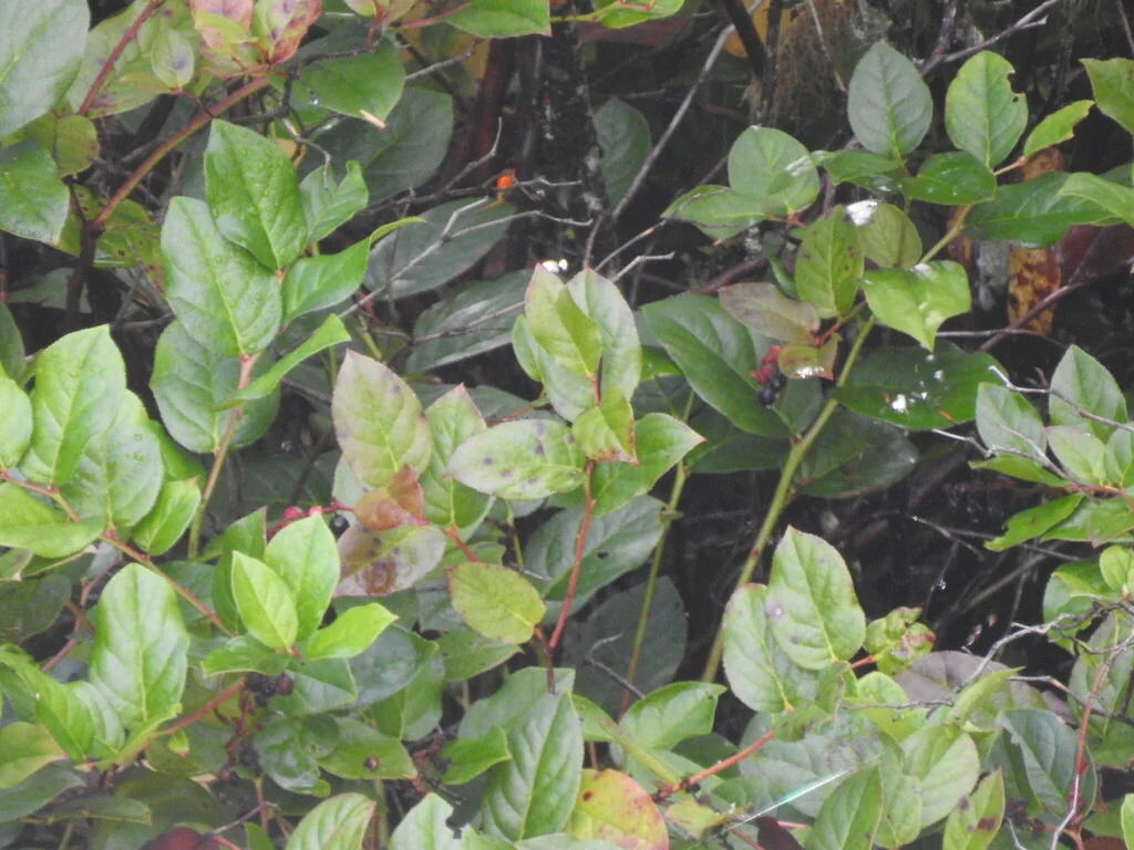 Gaultheria Shallon