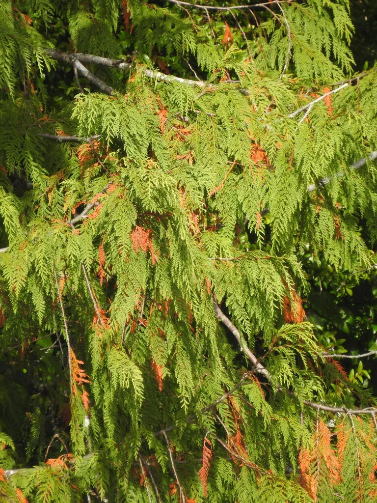 Thuja plicata
