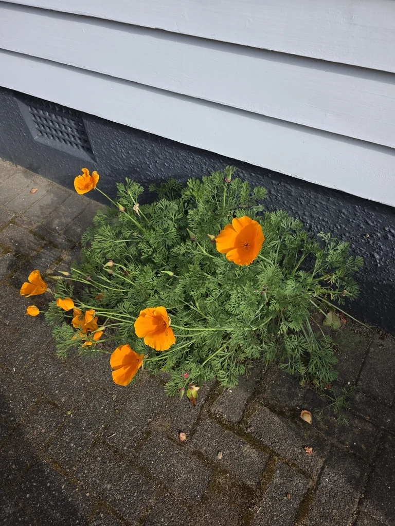 Eschscholzia Californica